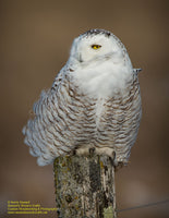 Snowy Owl Photo Michigan's Upper Peninsula Photography For Sale