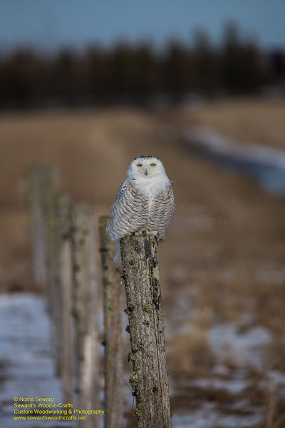 Snowy Owl Photo Michigan's Upper Peninsula Photography Best Prices On Prints