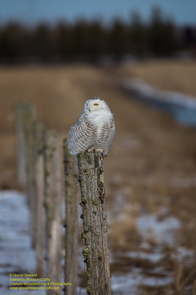 Snowy Owl Michigan Wildlife Photo For Sale Best Prices