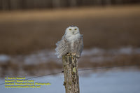Michigan Wildlife Photography Snowy Owl -8088