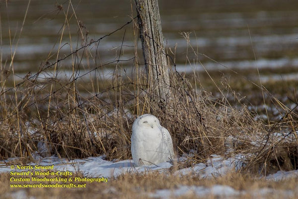 Snowy Owl Photo Michigan's Upper Peninsula Photography For Sale