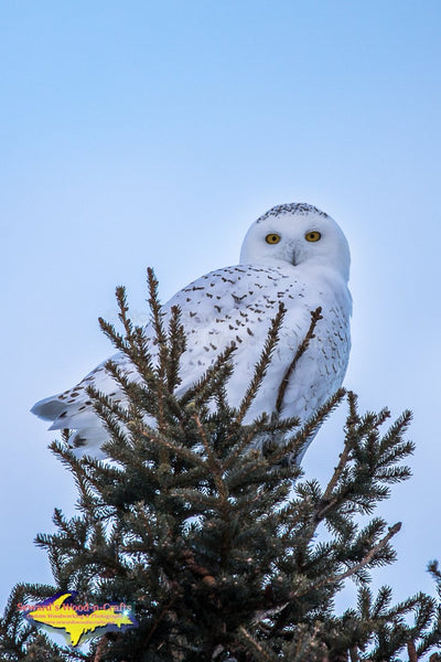Wildlife Photography Snowy Owl – Seward's Wood-n-Crafts/Michigan ...