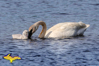 Michigan Photography Wildlife Swan & Cygnets at Seney National Wildlife Refuge