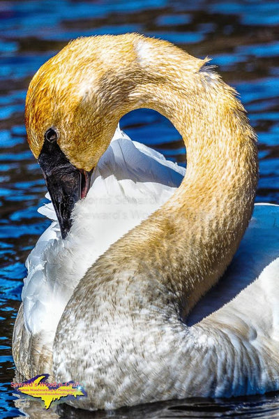 Wildlife Trumpeter Swan Portrait Michigan's Upper Peninsula Photography Home & Office Decor