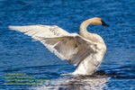 Wildlife Trumpeter Swan Photo Wildlife Images For Sale Home/Office Decor