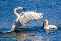 Trumpeter Swan Michigan Wildlife Photo Michigan's Upper Peninsula Photos For Sale