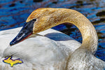 Trumpeter Swan Michigan Wildlife Photo Michigan's Upper Peninsula Photography