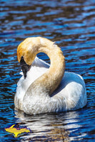 Wildlife Trumpeter Swan Photo Images For Sale