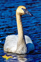 Wildlife Trumpeter Swan Photos Michigan's Upper Peninsula Photography For Sale