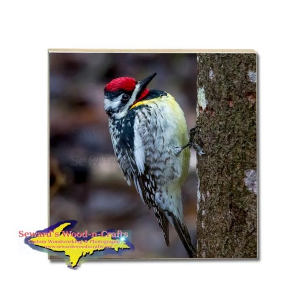 Michigan Made Coaster Wildlife Yellow Bellied Sapsucker