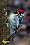 Yellow-bellied Sapsucker Michigan Wildlife Photos